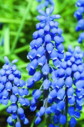 Muscari Armeniacum
